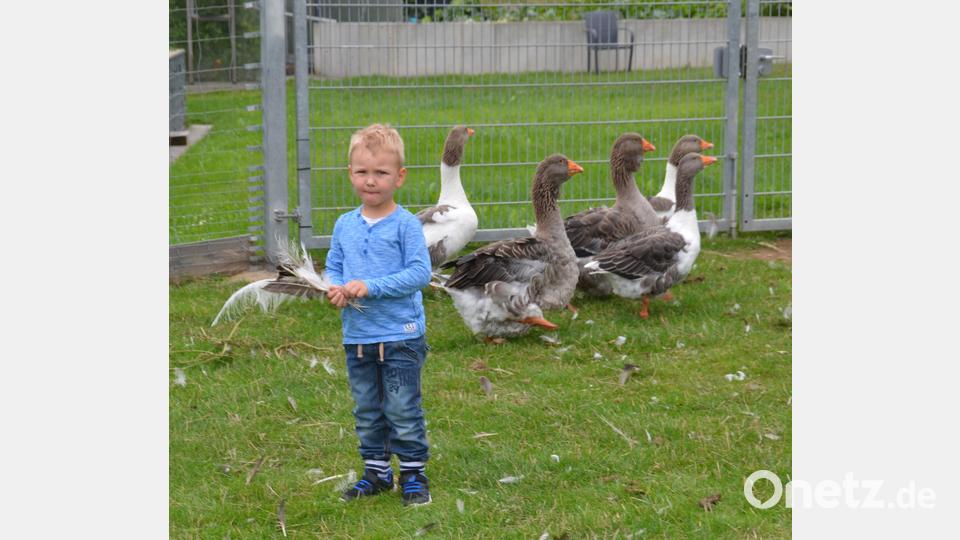 Jonas Eiberweiser sammelt die verlorenen Federn auf. Bild: dob