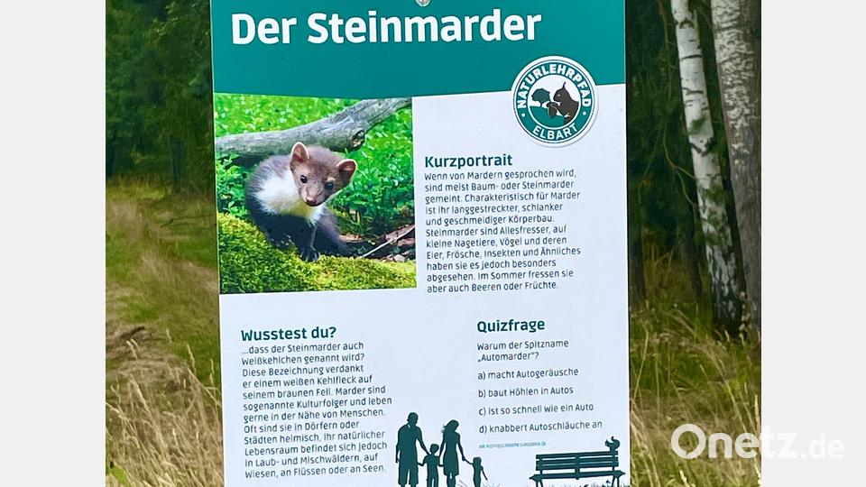 Die Bildtafel Steinmarder. Ein Beispiel für die Gestaltung des Naturlehrpfads. Bild: Gerhard Krones