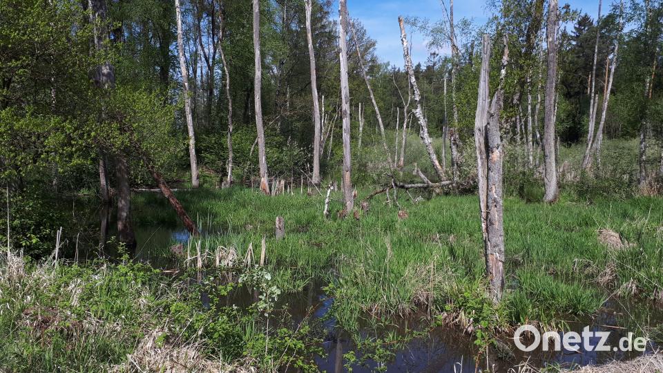 Als &quot;Amazonas&quot; bezeichnete der legendäre frühere BN-Kreisgruppenvorsitzende Hermann Semmelroch diese für Tier- und Pflanzenwelt enorm wertvollen Feuchtgebiete in der Vilsecker Mulde, die dem Bund Naturschutz seit Jahren gehören und vom Verband auch betreut werden. Bild: Bund Naturschutz/exb