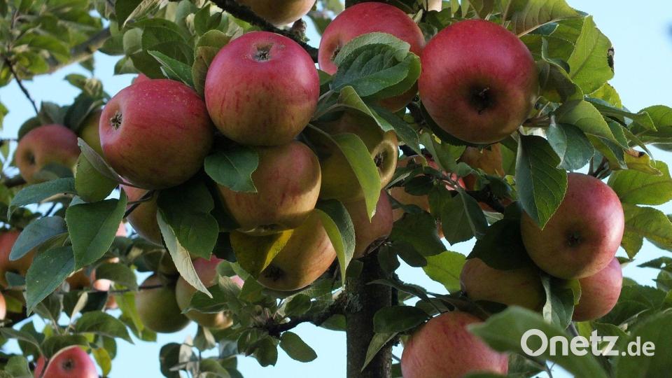 Wer in Schirmitz reife Äpfel an einem gelbmarkierten Baum entdeckt, darf dort gern für dein Eigenbedarf eine kleine Menge ernten. Bild: Petra Hartl