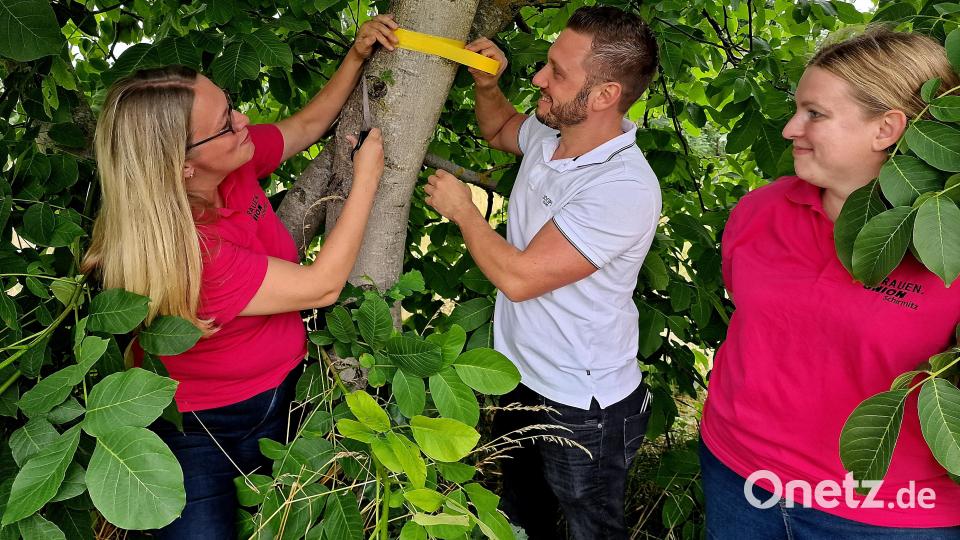 Der Walnussbaum in den Waldaueräckern ist schon markiert. Von links: Ariane Heigl, Ernst Lenk, Michaela Hahn. Bild: R. Kreuzer