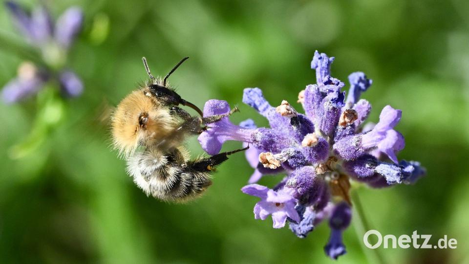 Eine Biene sammelt Nektar auf einer Lavendelblüte. Aus dem Nektar produzieren die Bienen den Honig, der für das Bienenvolk als Nahrung dient. Symbolbild: Bernd Weißbrod/dpa
