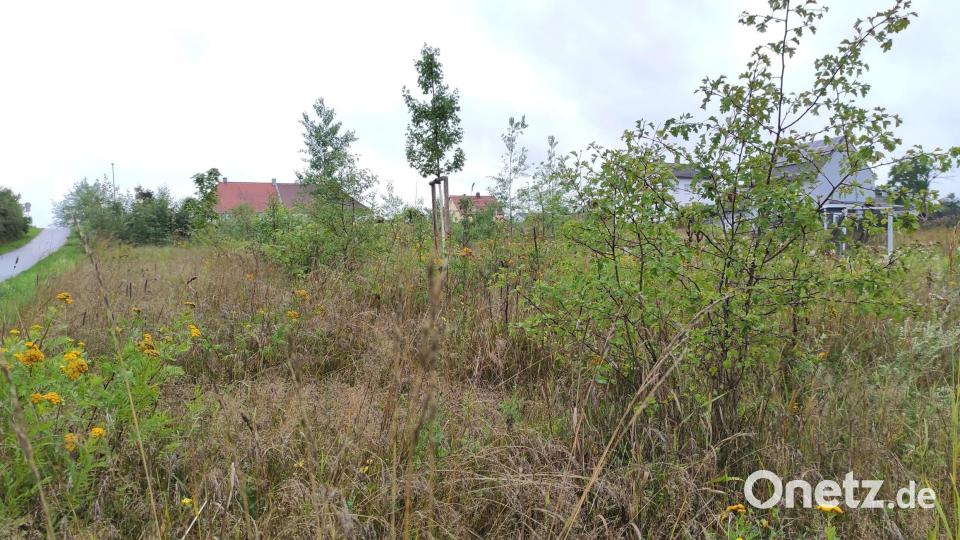 Das Ergebnis von drei "Einheitsbuddeln"-Aktionen seit 2019: Am Rand des Wohngebiets Schustermooslohe sprießen zahlreiche junge Gehölze. Bild: rg