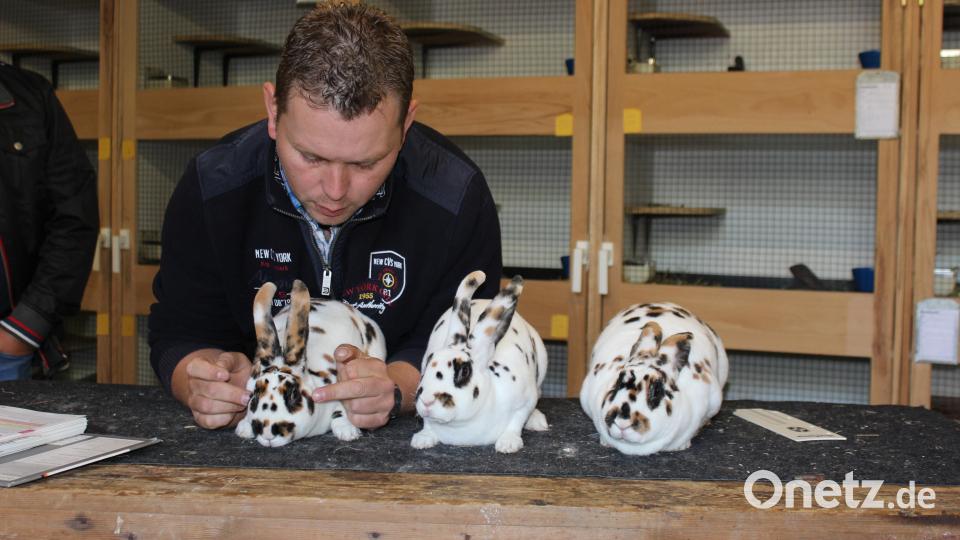 Aus ganz Bayern waren die Hasenzüchter der Rasse "Rex", die Mitglieder des "Rex"-Clubs Bayern, angereist. Im Bild die Tierbesprechung. Bild: ld