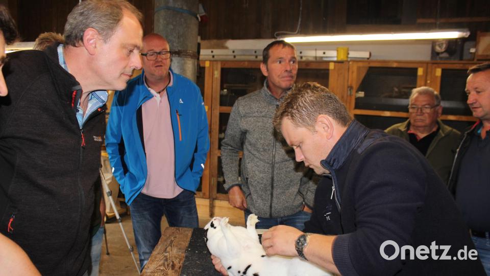 Aus ganz Bayern waren die Hasenzüchter der Rasse "Rex", die Mitglieder des "Rex"-Clubs Bayern, angereist. Auf der Tagesordnung stand auch eine Tierbesprechung. Bild: ld