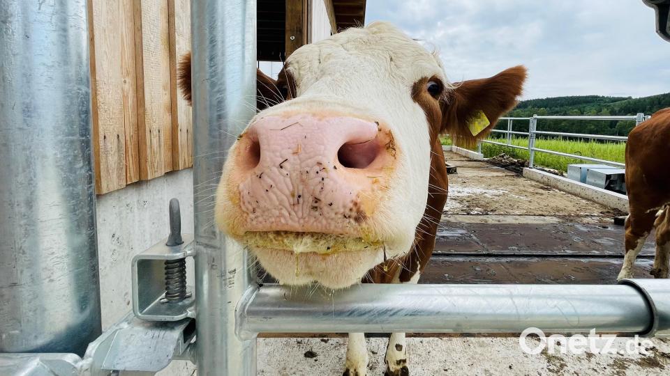 Die Kühe haben sich im neuen Stall "mit Terrasse" schnell eingewöhnt. Bild: Hofbauer/exb