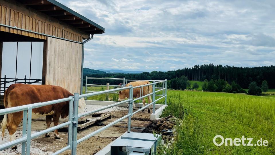 Die Kühe dürfen sich am Panoramablick erfreuen. Bild: Hofbauer/exb