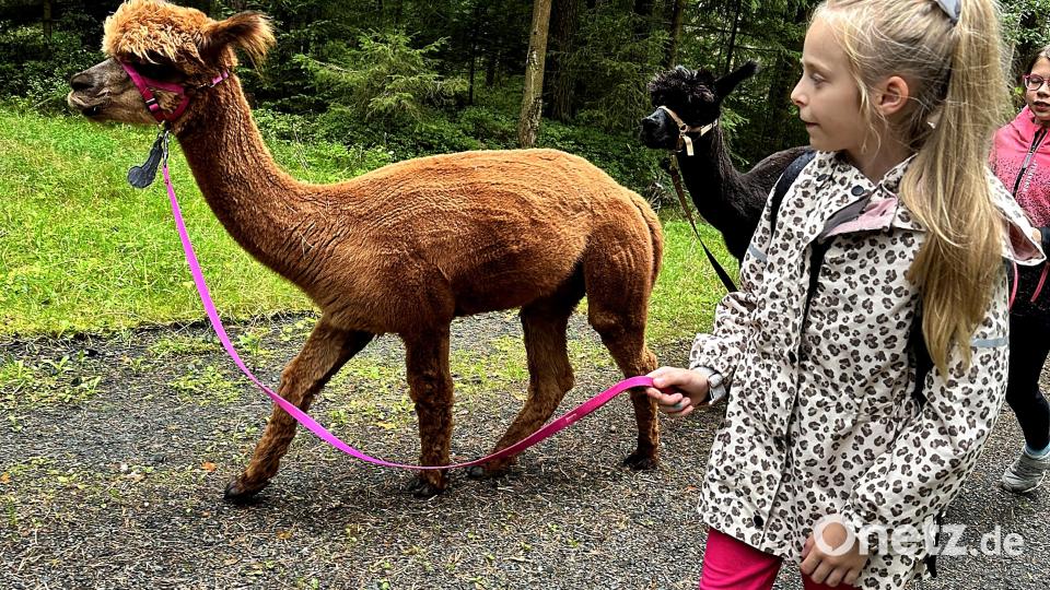 Die Schirmitzer Kinder führen im Ferienprogramm Alpakas durch den Pirker Wald. Bild: R. Kreuzer