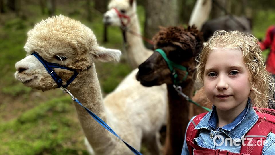 Die Schirmitzer Kinder führen im Ferienprogramm Alpakas durch den Pirker Wald. Bild: R. Kreuzer