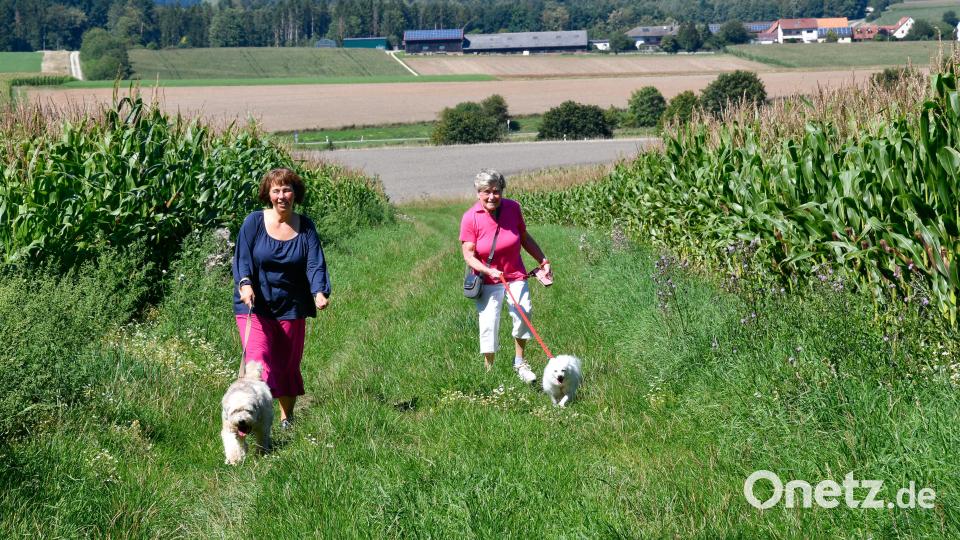 Rund um das Tierheim Amberg gibt es ein weitläufiges Gelände für Spaziergänge mit Hund. Bild: Petra Hartl