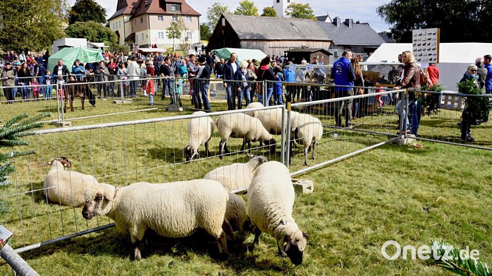 Am Sonntag, 17. September, steht in Brand das Schaffest an. Archivbild: Gerald Hoch