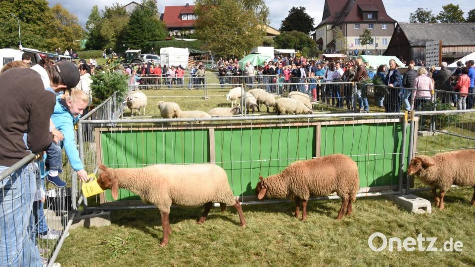 Am Sonntag, 17. September, steht in Brand das Schaffest an. Archivbild: Gerald Hoch/exb