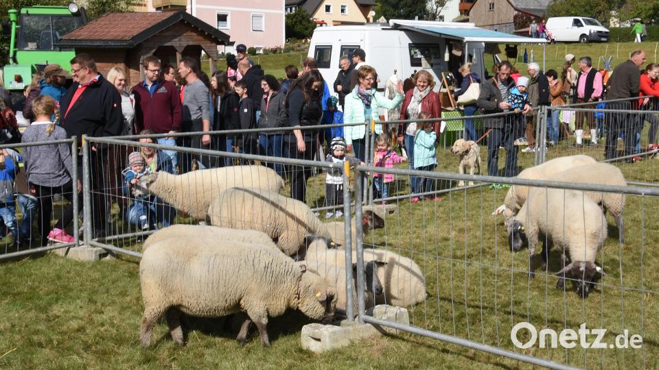 Am Sonntag, 17. September, steht in Brand das Schaffest an. Archivbild: Gerald Hoch/exb