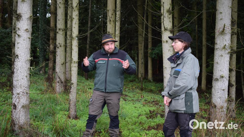 Forstoberrätin Manuela Forster vom ALEF Schwandorf und Revierförster Thomas Hebauer untersuchen die Schäden, die durch den Borkenkäfer entstanden sind und zeigen Wege zu deren Eindämmung auf. Bild: bnr