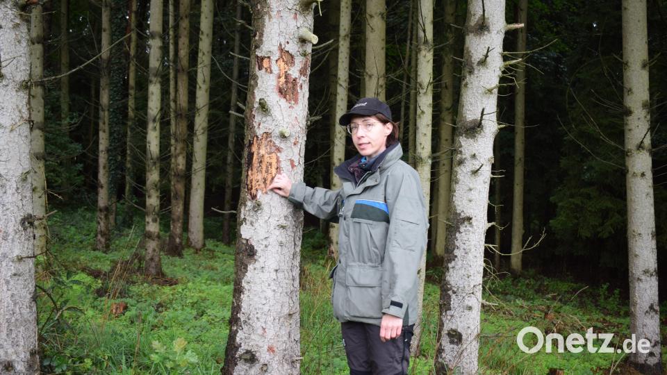 Forstoberrätin Manuela Forster zeigt die Schäden, die durch den Borkenkäferbefall entstanden sind. Bild: bnr