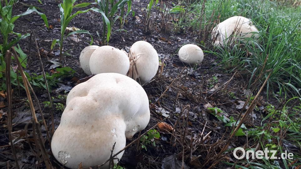 In der Nähe seines Anwesens in Ödwaldhausen bei Bärnau hat Johann Konrad überdimensionale Boviste entdeckt. Bild: Bernd Schmidkonz/exb