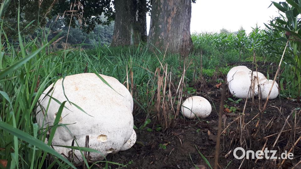 In der Nähe seines Anwesens in Ödwaldhausen bei Bärnau hat Johann Konrad überdimensionale Boviste entdeckt. Bild: Bernd Schmidkonz/exb