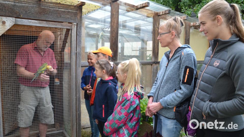Die Ferienkinder erhalten einen Einblick in die Welt der besonderen Vögel von Josef Graf. Weiche Maiskörner liebt dieser junge Bergsittich besonders. Bild: gi
