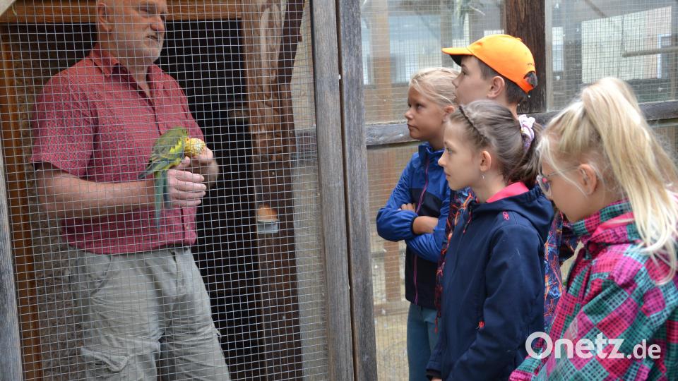 Die Ferienkinder erhalten einen Einblick in die Welt der besonderen Vögel von Josef Graf. Weiche Maiskörner liebt dieser junge Bergsittich besonders. Bild: gi
