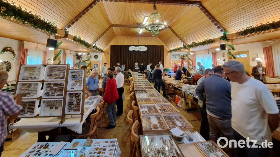 Vom Postkellersaal im vergangenen Jahr zieht die Insektenbörse heuer in die Mehrzweckhalle nach Floß um. Sie öffnet am Sonntag, 10. September, um 8.30 Uhr. Archivbild: hcz