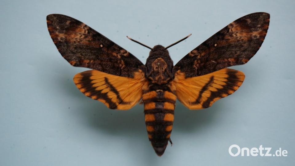 Zu sehen sein werden auch Exemplare des Totenkopfschwärmers. Bild: Manfred Ströhle/exb