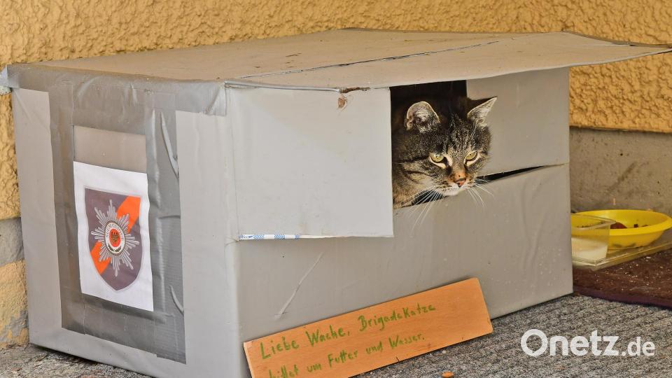 Die Brigadekatze, die immer beobachtet hat, wer in die Leopoldkaserne kommt und wer geht, ist in Zukunft sehr einsam. Bild: Petra Hartl