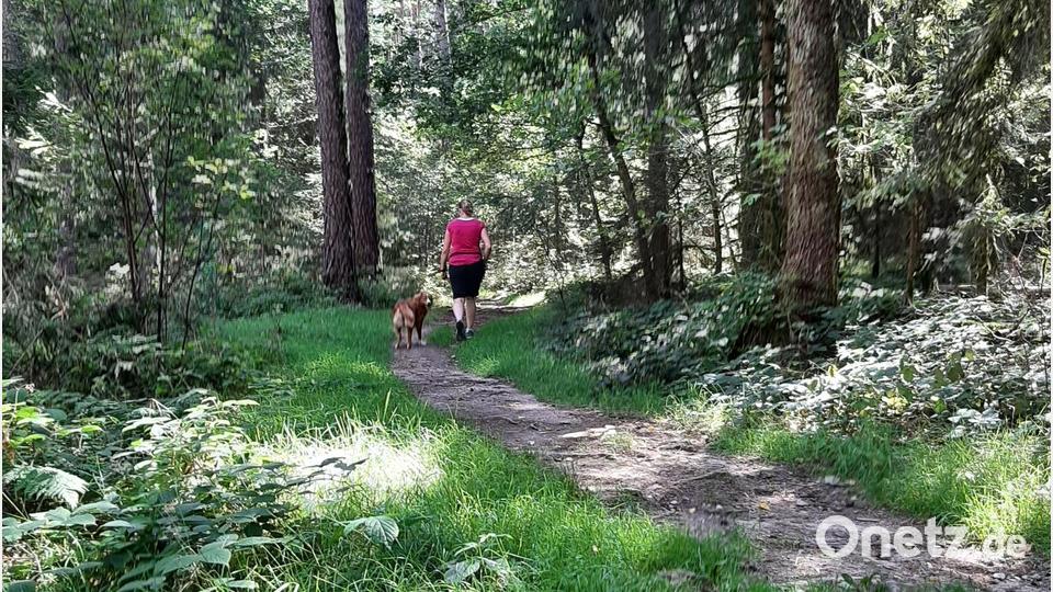 Unterwegs auf dem Schirmitzer Panoramaweg: Die ausgewiesene Wanderroute, auf der auch die Weinwanderer am 16. September unterwegs sein werden, hat jede Menge zu bieten. Spektakuläre Aussichten, aber auch ruhige Abschnitte durch den Wald. Bild: ise