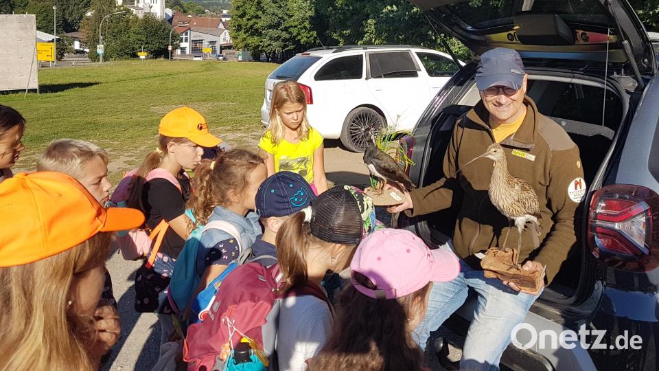 Großes Interesse zeigten die Kinder zu den vom Naturpark-Ranger Heiko Hoffmann mitgebrachten Präparaten eines Kiebitz, des Großen Brachvogels, des Eisvogels bis zur Lachmöwe. Bild: gi