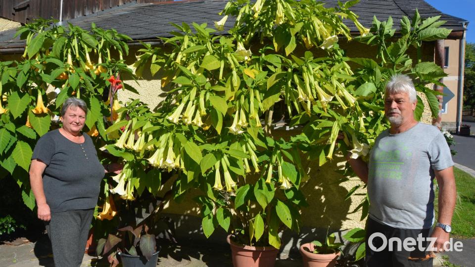 Stolz sind die Pflanzenfreunde Jutta und Richard Hess aus Groschlattengrün auf die Engelstrompeten in ihrer Garagenzufahrt, die heuer so viele Blüten haben wie noch nie zuvor. Bild: jr