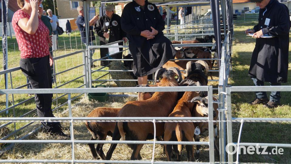 Die Kamerunschafe wurden hinsichtlich Hornstellung, Gewicht, Körperbau und Beinstellung bewertet und anschließend prämiert. Bild: wel