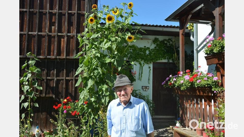 Josef Scharf freut sich über die hochgewachsenen Sonnenblumen auf seinem Anwesen in Konnersreuth. Bild: jr