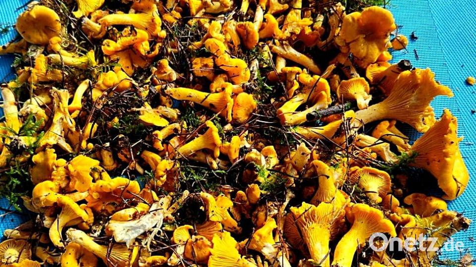 Einmal die gesammelten Pfifferlinge, mit über 300 Stück größenunterschiedlich als tolles Pilzessen. Bild: R. Kreuzer