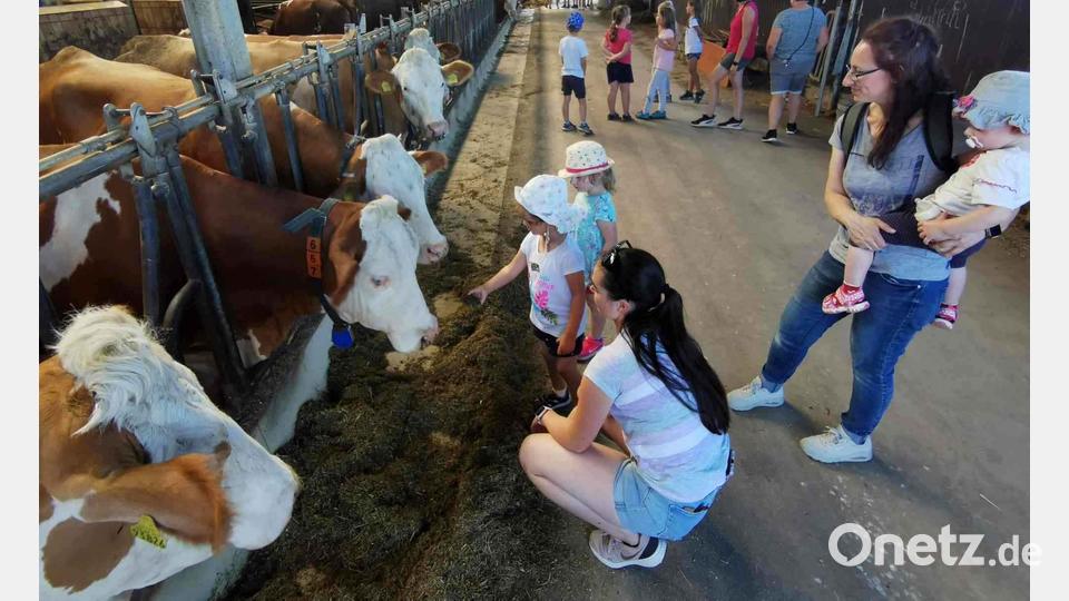 Im Kuhstall gibt es für die Kinder viel zu entdecken. Bild: gz