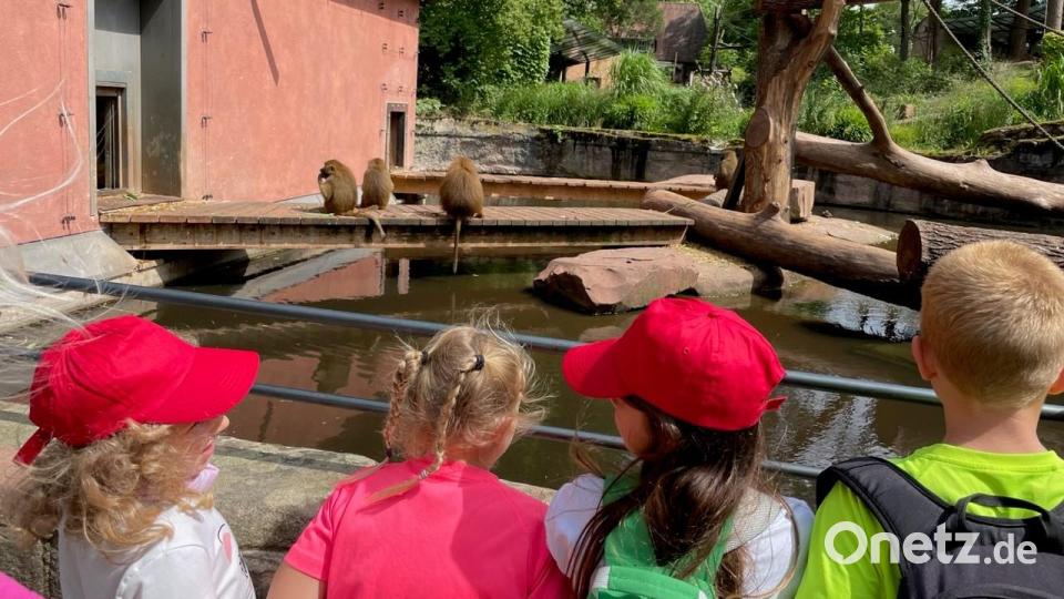Viele Tiere warteten darauf, bestaunt zu werden. Bild: pad
