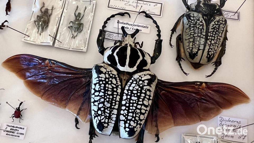 Goliathus orientalis: Der beeindruckende Goliathkäfer; dieses Exemplar wurde im Kongo gefangen. Hobby-Entomologen scheuen auch weite Reisen nicht für ihre Leidenschaft. Bild: Eichl