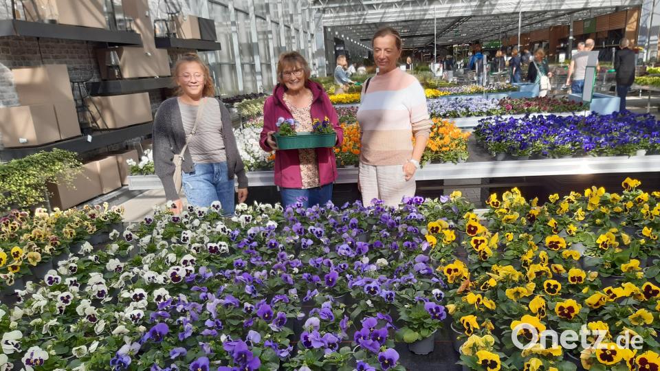 Am Marktsonntag kann man in der Gärtnerei Baumer an der Ostmarkstraße in ein Blumenmeer eintauchen. Bild: lg