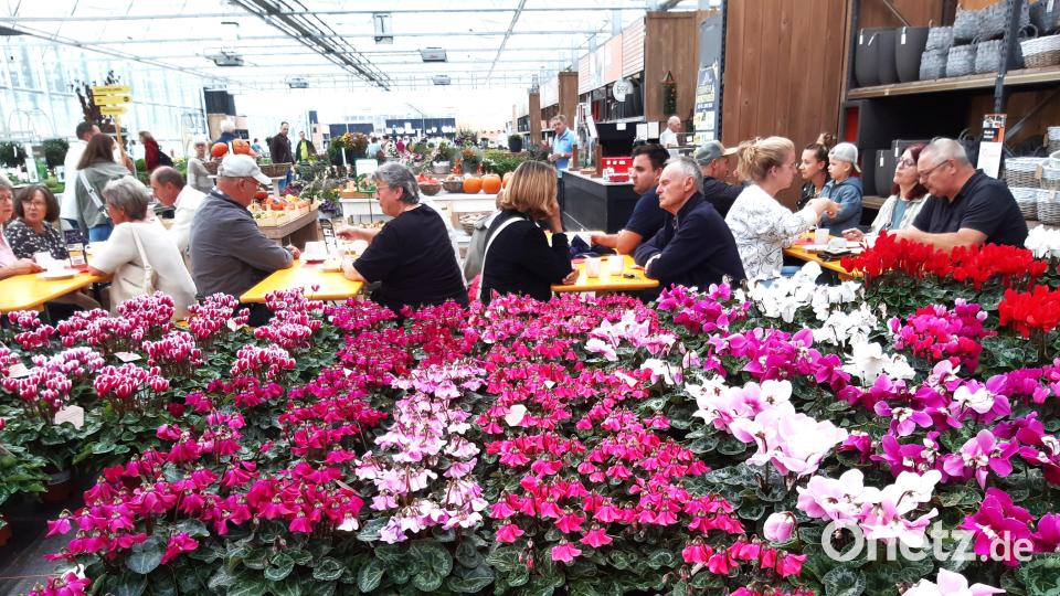 Kaffeepause für die Marktbesucher inmitten eines Blumenmeers von Alpenveilchen. Bild: lg