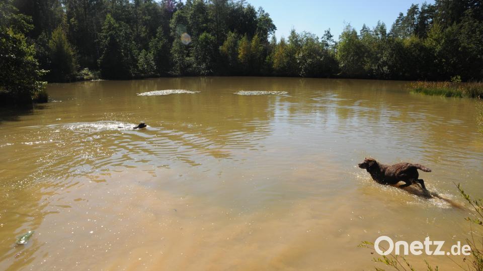 So wie dieser Nachbarweiher werden auch die anderen drei bald aussehen. Die Forst-Hunde testeten schon mal die Badequalität. Bild: ge