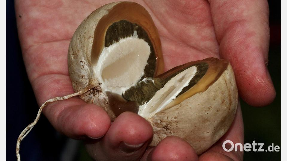 Ein Schnittbild vom Hexenei. Das Hexenei sieht aus wie eine weißliche, cremefarbene Kugel und auch die Konsistenz der Knolle hat wenig mit einem Pilz zu tun. Bild:  Julian Hunzinger /exb