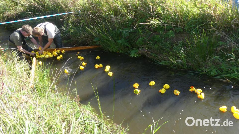 Die ersten 60 Enten haben ihr Ziel erreicht. Bild: rn