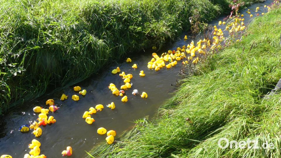 Noch schwimmen sie dicht gedrängt dem Bach abwärts. Bild: rn