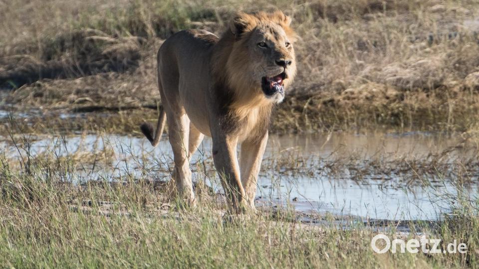 „Namibia – Wildes Afrika“ heißt die Multivisionsschau, in der Ludwig Brunner Landschafts- und Tierbilder präsentiert. Bild: Ludwig Brunner/exb