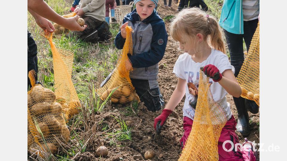 &quot;Erdäpflgrom&quot; hieß es wieder auf Einladung des OWV Beidl. Bild: Karl Dietz/exb