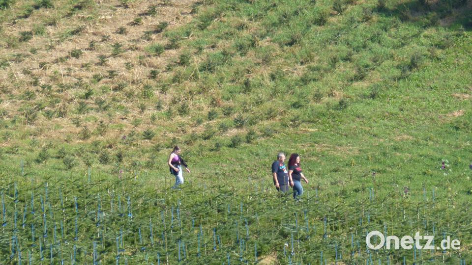 Auch ohne Führung kann an diesem Tag jeder Besucher durch die Anlage gehen und sich seinen Baum aussuchen. Bild: sl