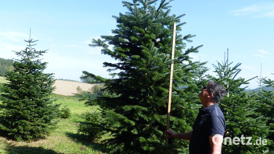 Im T-Shirt und mit Messlatte sind die Besucher unterwegs, um sich schon jetzt einen Christbaum auszusuchen. Bild: sl