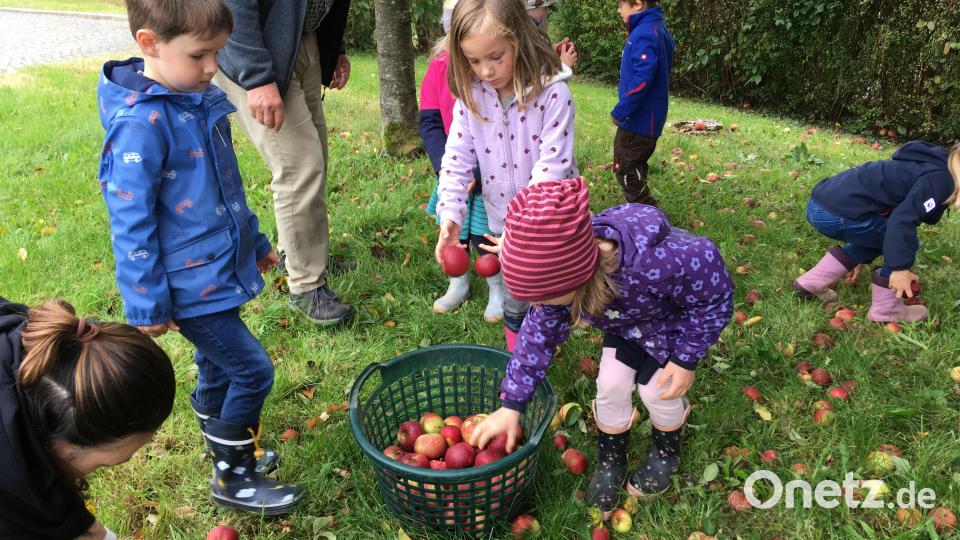 Mit viel Eifer und großer Freude sind die Kindergartenkinder beim Apfelsammeln dabei. Bild: cro