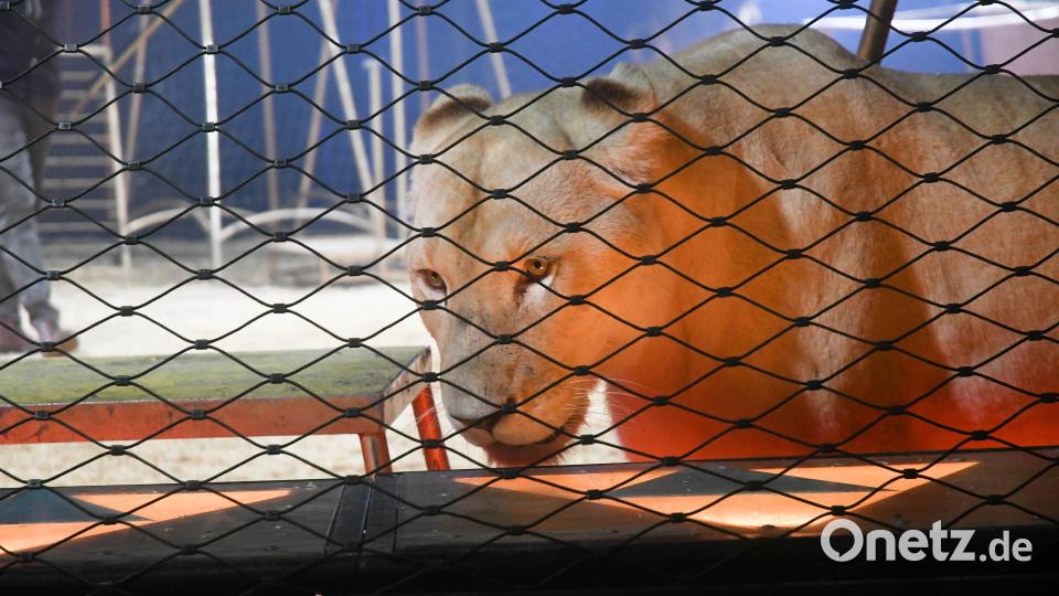 Circus Krone begeistert die Zuschauer. Bild: Gabi Schönberger