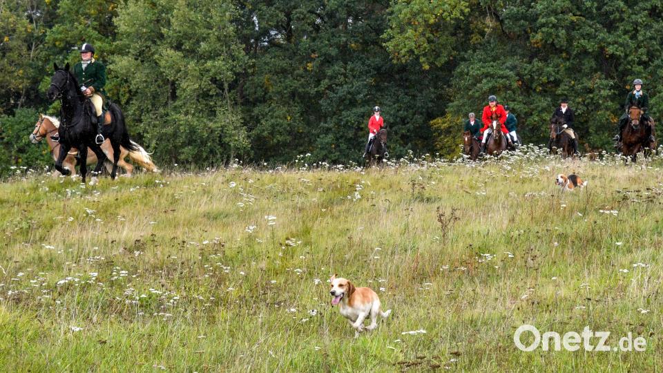 Die Kurfürstliche Schleppjagd in Amberg ist ein Ereignis für Ross und Reiter sowie Zuschauer. Bild: Petra Hartl