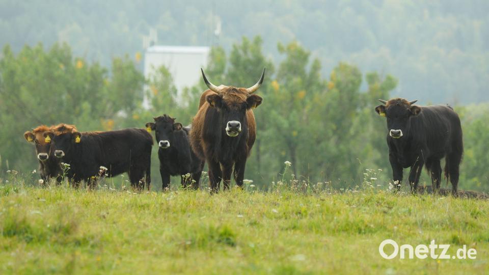 Auf dem Rundwanderweg um Leonie ist die Chance groß, die Nachzüchtungen der Auerochsen zu Gesicht zu bekommen, Ein Elektrozaun verhindert aber direkte Begegnungen. Bild: kek