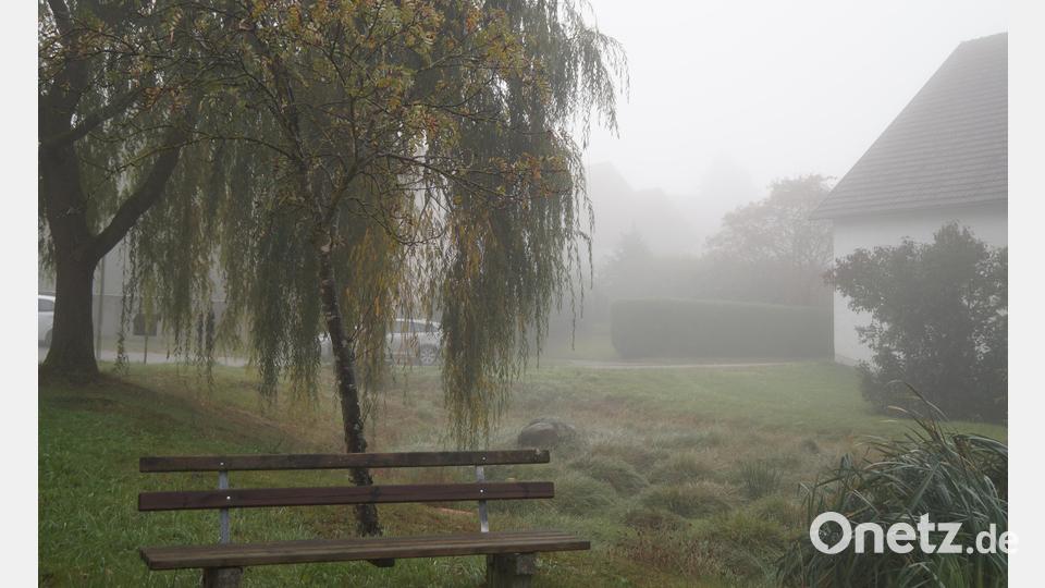 Auch Bäume und Pflanzungen wurden in Augenschein genommen, wie die Weide links des zugewachsenen Weihers. Sie wirft viele Äste und Laub ab und verbraucht viel Wasser, aber sie ist prägend für das Ortsbild. Bild: wel